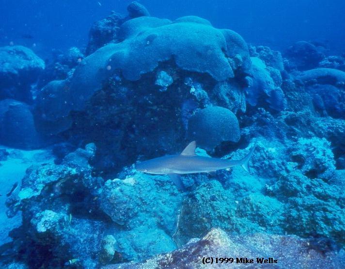 Blacktip Reef Shark on Flower Gardens East