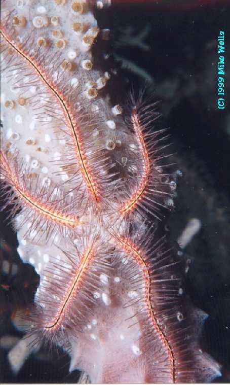 Brittlestar On Sponge