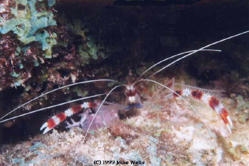 Coral Banded Shrimp