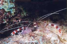 Coral Banded Shrimp