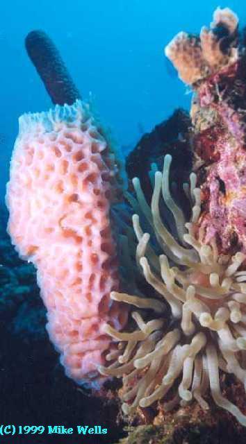 Anenome and Vase sponge