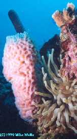 Anenome and Vase Sponge