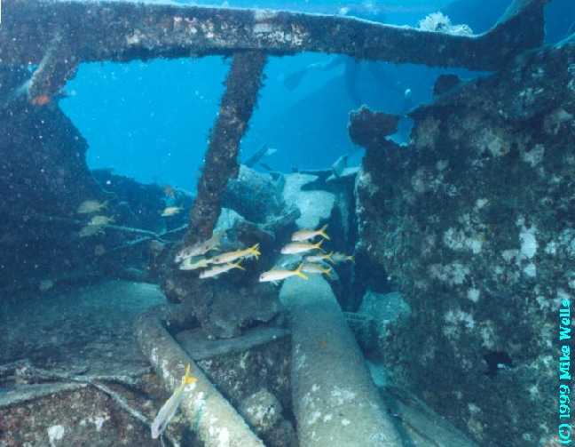 School of goatfish on the "Saba" wreck