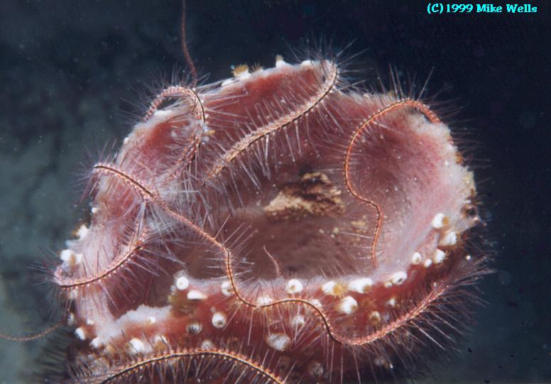 Brittlestar on sponge