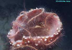 Brittlestar on sponge at night.