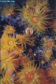 Yellow Tubestria Coral