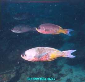 Creole Wrasse on parade