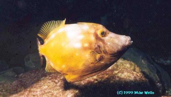 White-spotted Filefish