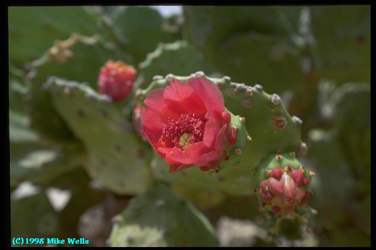 Flowering cactus