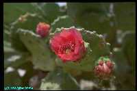 Flowering cactus