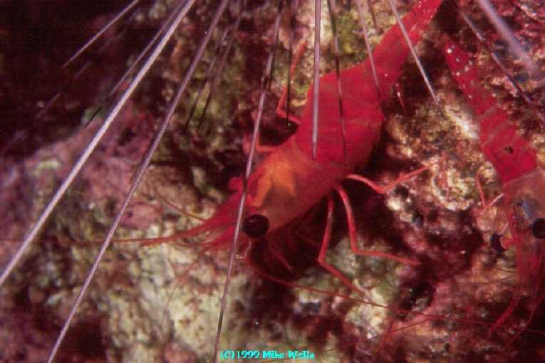 Night Shrimp using a spiny urchin for protection