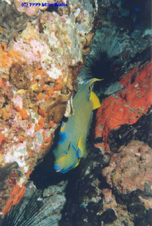 Queen Angelfish at a cleaning station (click for detail)