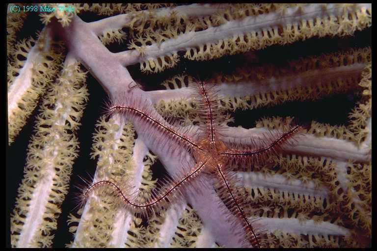 brittlestar on feeding coral