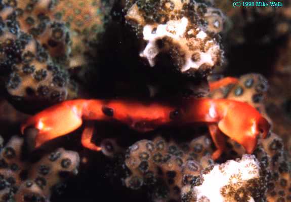 Coral Crab (Panama)