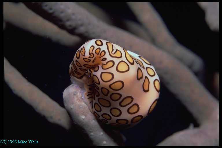 Flamingo Tongue