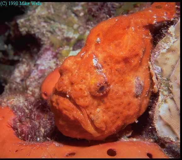 Frogfish on Town Pier, Bonaire