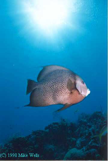 Grey Angelfish, Grand Cayman