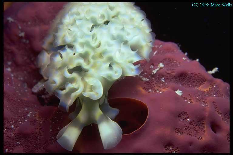 Lettuce Slug, Bonaire