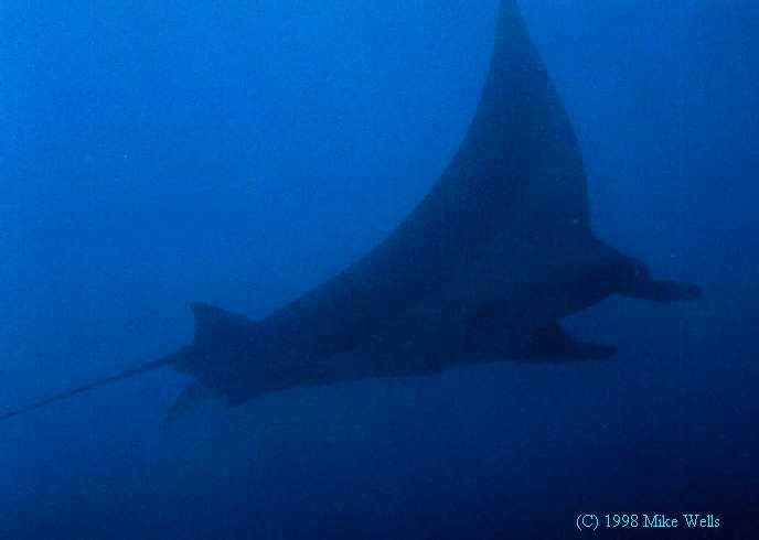 Manta Ray! (Panama)