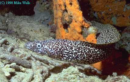 Foraging Moray at night, Bonaire