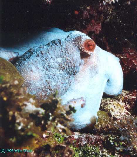 Octopus, Roatan