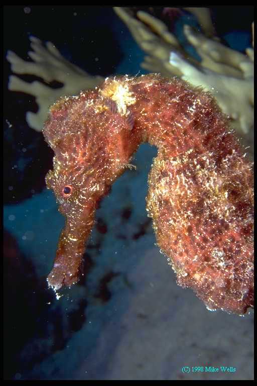 Seahorse, Bonaire