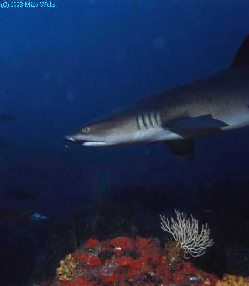 White-tip Reef Shark, (Panama)