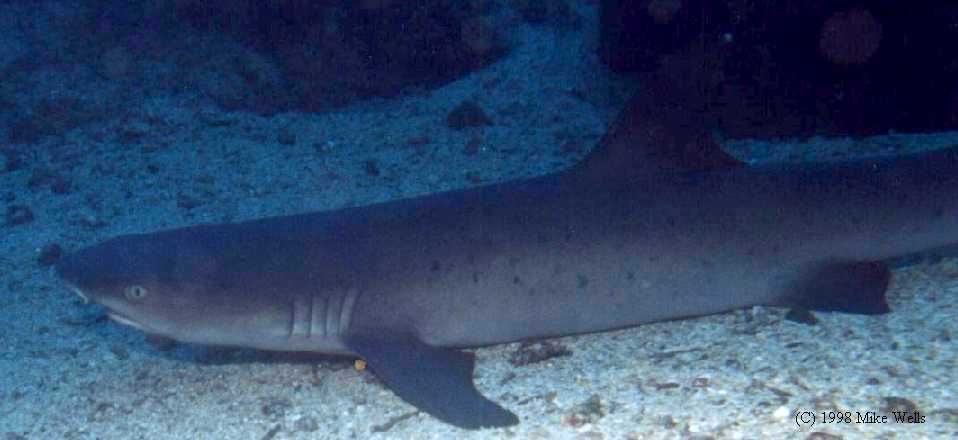 Resting White-tip Reef Shark, (Panama)