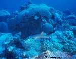 Blacktip Reef Shark on Flower Gardens East