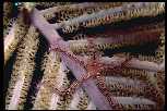 Brittlestar on feeding coral