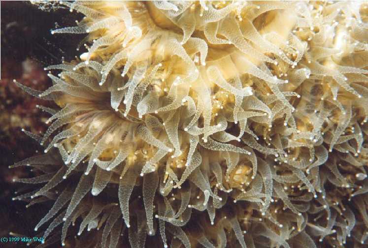 Feeding Coral