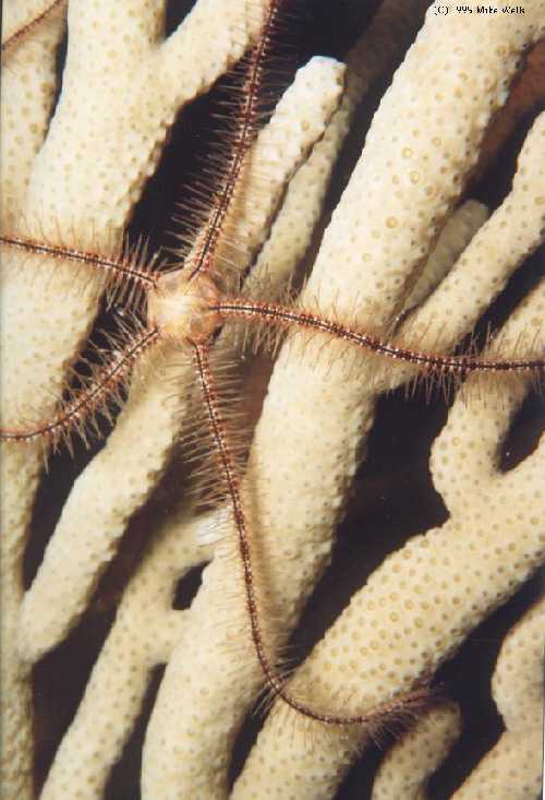 BrittleStar at night