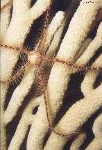 Brittlestar at night