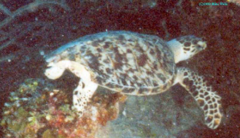 Hawksbill Turtle