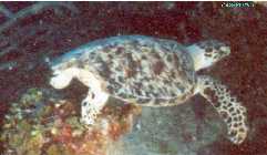 Hawksbill Turtle!