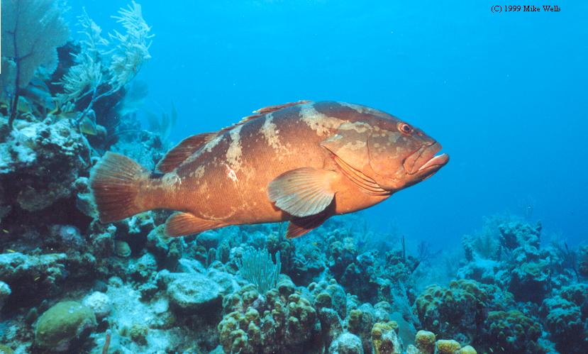 Alexander, the Nassau Grouper