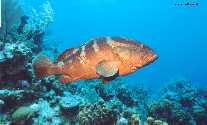 Alexander the Nassau Grouper