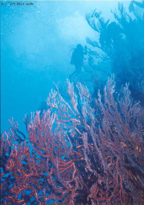 Deepwater Gorgonian