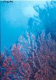 Deep Water Gorgonian