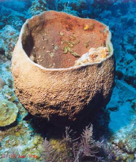 Stonefish Sponge