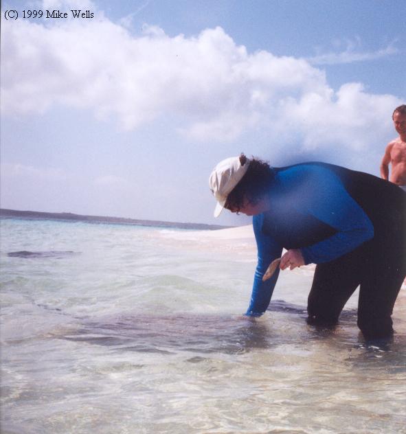 Feeding the stingrays on Gibb's Cay