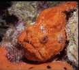 Frogfish