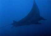 Manta Ray