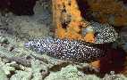 Moray Eel foraging at night