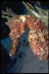 Seahorse