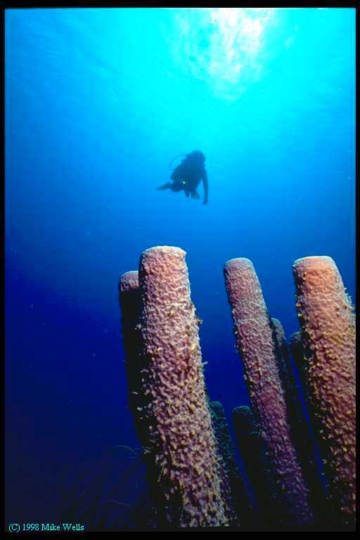 Diver and Purple Tube Sponge