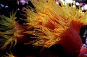 Yellow Cup Coral